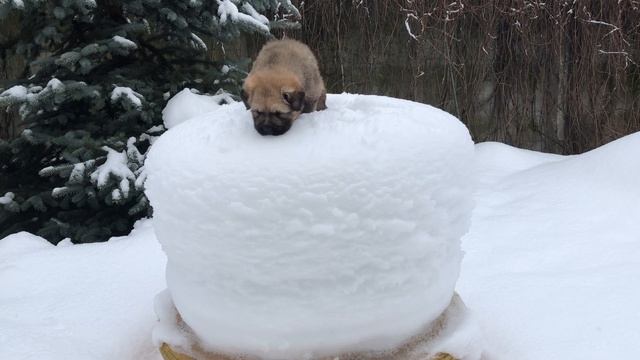 Щенок тибетского мастифа в сугробе