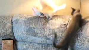 Попугай дерется с котом