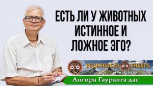 Есть ли у животных истинное и ложное эго?