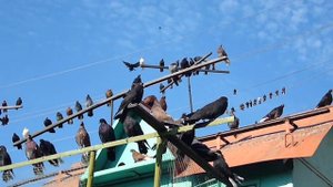 голуби Мариуполь Павел Кульбака