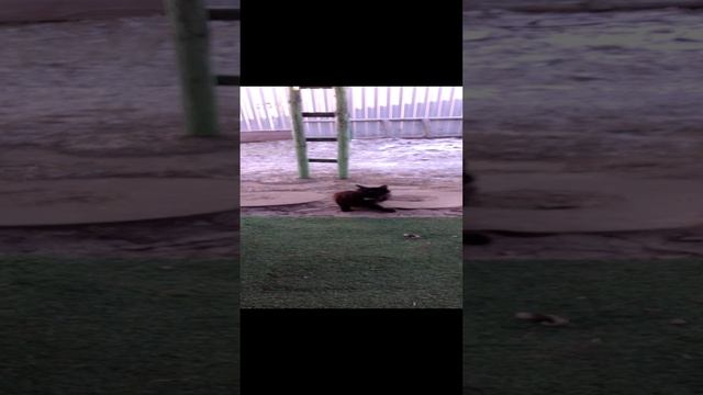 мой котик