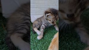 котёнок, котята, мама кошка