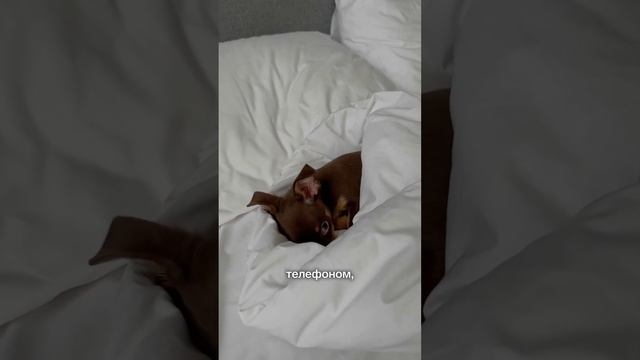 На канале еще больше смешных видео, подписывайтесь🐾 #смешныевидео #тойтерьер смотреть онлайн