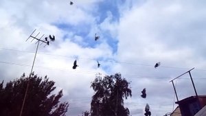 Голуби Донбасса облет молодежи 2017