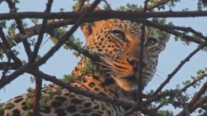 ПРИКЛЮЧЕНИЕ ЖИВОТНЫХ. Путешествие на Дикую Планету!...