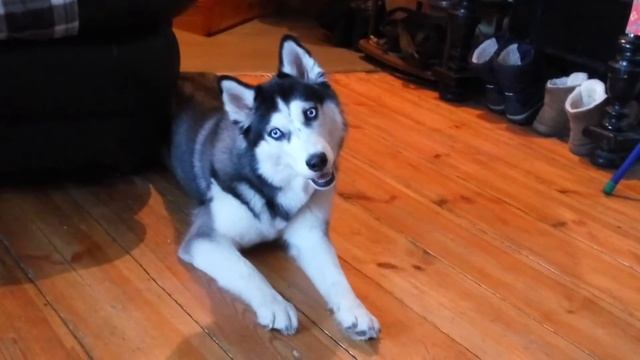 Хаски Альма. Слушает музыку смотреть онлайн