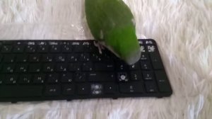 Игрушка для попугаев - клавиатура