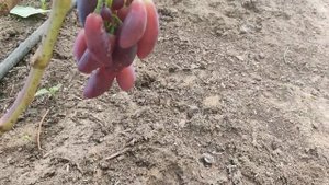 #Виноград_Зевс селекции Калугина В.М. с очень крупными хрустящими ягодами