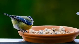 Самые красивые птицы