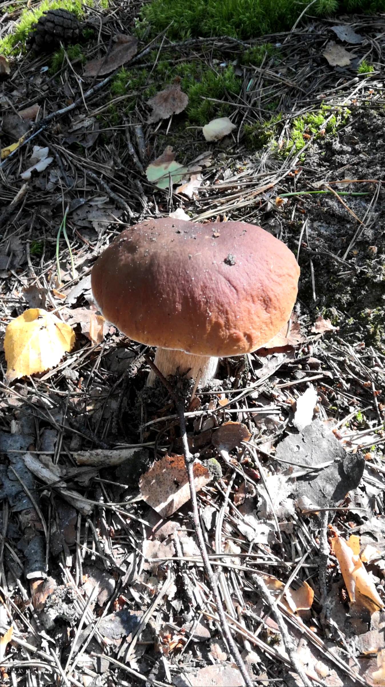 Под ногами грибника неожиданно что-то хрустнуло. Четыре белых гриба, а пятый вовремя не заметил смотреть онлайн