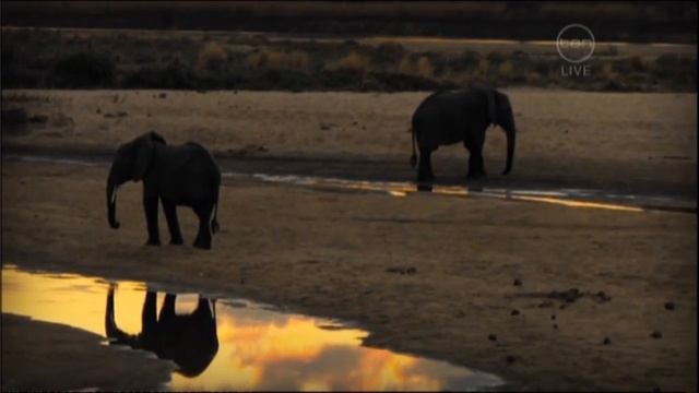 Rove McManus on The 7pm Project (August 2009) - Fauna & Flora International смотреть онлайн