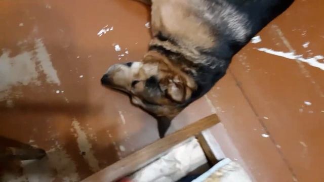 Мёртвая собака ولهلاحىا山土人竹 смотреть онлайн