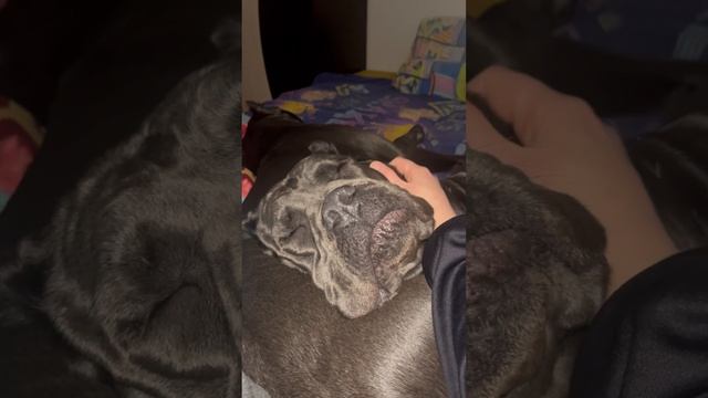 Тайруша💕❤️💕❤️💕❤️ #канекорсоитальяно #canecorso #dog #шарпей #канекорсо #собака #voronezh смотреть онлайн