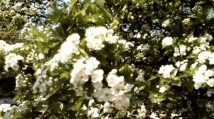 Боярышник - отличный медонос.