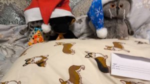 новости от Басика, собачки Ваксона и маленького котика Лëнечки🐶⭐


с днём чесания пузиков котов! ⭐