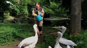 Калининград. Кормление пеликанов. Зоопарк.