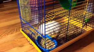 Плюсы и минусы содержать хомяка )) 1-ая часть