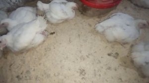 БРОЙЛЕР ЖУЖА БОКИШ 100% МАЛУМОТ /// УЙ ШАРОИТИДА 5 МИЛЛИОН ДАРОМАД ТОПИШ /// ДУМБОК ЖУЖА БОКИШ