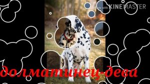 Кто ты по знаку зодиака из пород собак