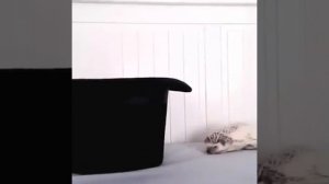 Жизнь ёжика в доме