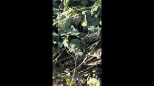 Подготовка саженцев ежевики «Блэк Джем» для нашего партнера из Киргизии | 2023