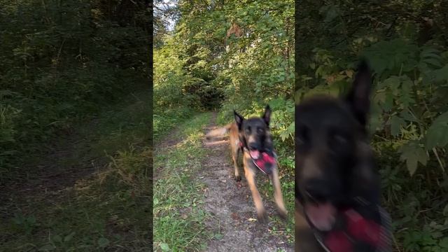 Бельгийская овчарка Малинуа очень быстра и подвижна #шортс #малинуа #бельгийскаяовчарка #дрессура