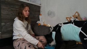 Как научить носить ТАПОЧКИ? Дрессировка собаки онлайн и в Казани