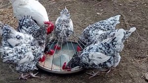 Куры Пушкинской породы