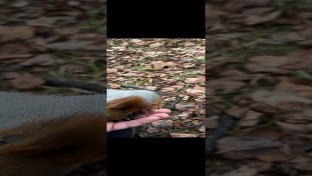 Ручная парковая белочка ест с руки кедровые орешки, а после прячет их запасая на зиму.