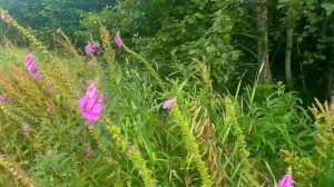 Ядовитая Красота! Ядовитые Растения Норвегии. Наперстянка.