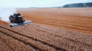 Очесывающая жатка ОЗОН ПАО ПЕНЗМАШ, Орловская область, АПК "Юность",  2024