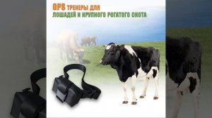 GPS -трекер для лошадей и крупно рогатого скота