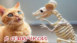 Приколы с котами! С ОЗВУЧКОЙ! - УГАРНЫЕ! СМЕШНЫЕ КОШКИ И СОБАКИ! Самые смешные животные