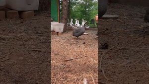 Первое знакомство гусей с цесарками