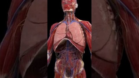 Как работают, Внутренние Органы!