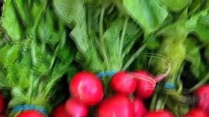 РЕДИСКА | ПОЛЬЗА БОТВЫ