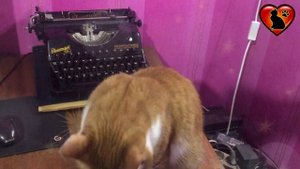 А, Я и На Машинке Печатать Умею.