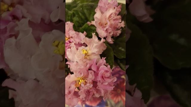 Сортовая фиалка КZ-Даночка 💖🌺 Крупные махровые цветы звёзды, цвет лимонный, кайма розовая.
