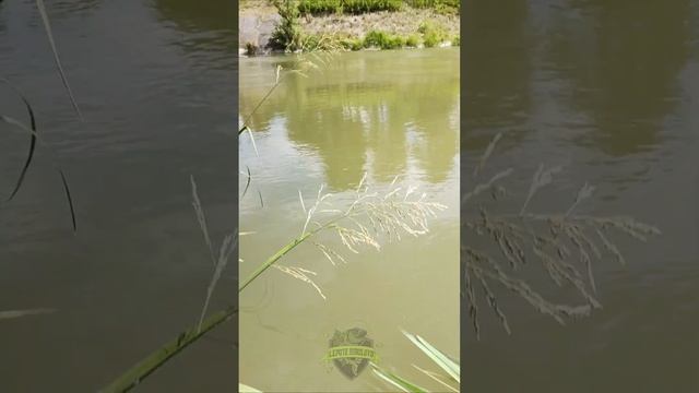 kanal DTD kod Bezdana • varalicom na bucova • 10.07. 🎣 #pecanje #bezdan #ribolov #varalica #bucov