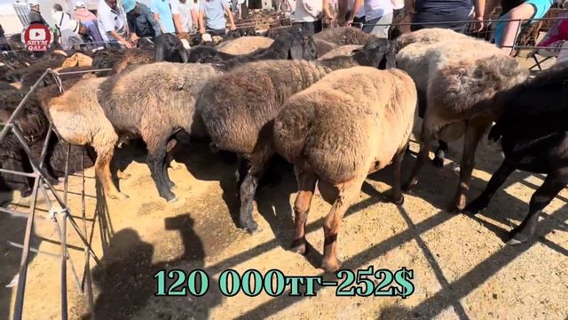 Қарабұлақ мал базары 31.07.24 Қой. Қозы. Қошқар