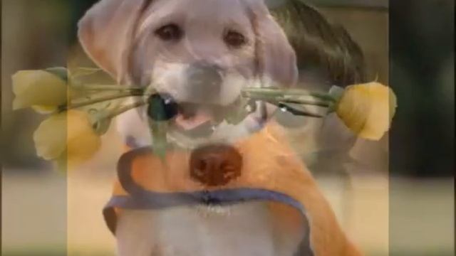 Такие разные Собаки смотреть онлайн