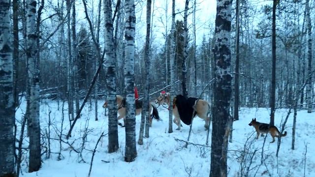 Santa borrows Fjord horses смотреть онлайн