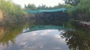 Пруд температура и качество воды. Кормление форели