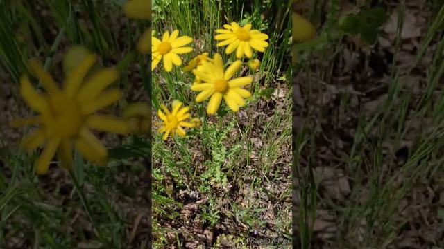 Жёлтые цветы 🌼🌼🌼Yellow flowers смотреть онлайн