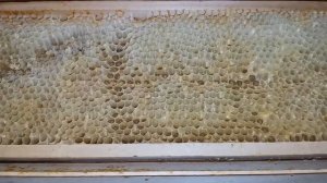 Трутневая вощина. Часть 2.