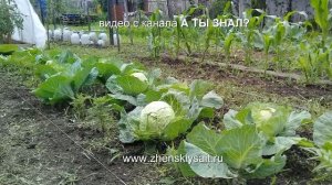 ГОРОХ. Июльский посев для осеннего урожая