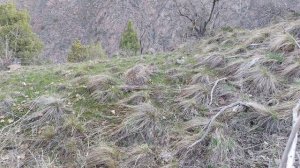 Шикори Кабк Keklik avi tuzakla Охота на куропатка Partridge hunting Kabk shikar شکار کبک Chukar avi