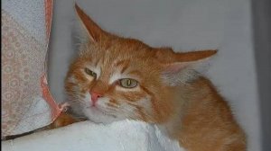 "ЛЮБИМЫЙ КОТ" Текст, монтаж видео: Людмила Ломаева, музыка и исполнение: suno al