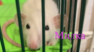 Колыбельная для крыс - speed up версия￼