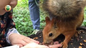 Дикая белка как ручная. Гладим ее пока она берет и грызет орешки с ладони.